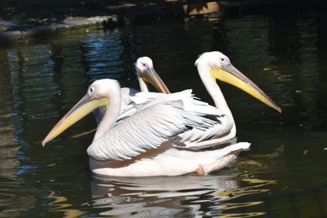Ouverture quotidienne du Zoo de Labenne